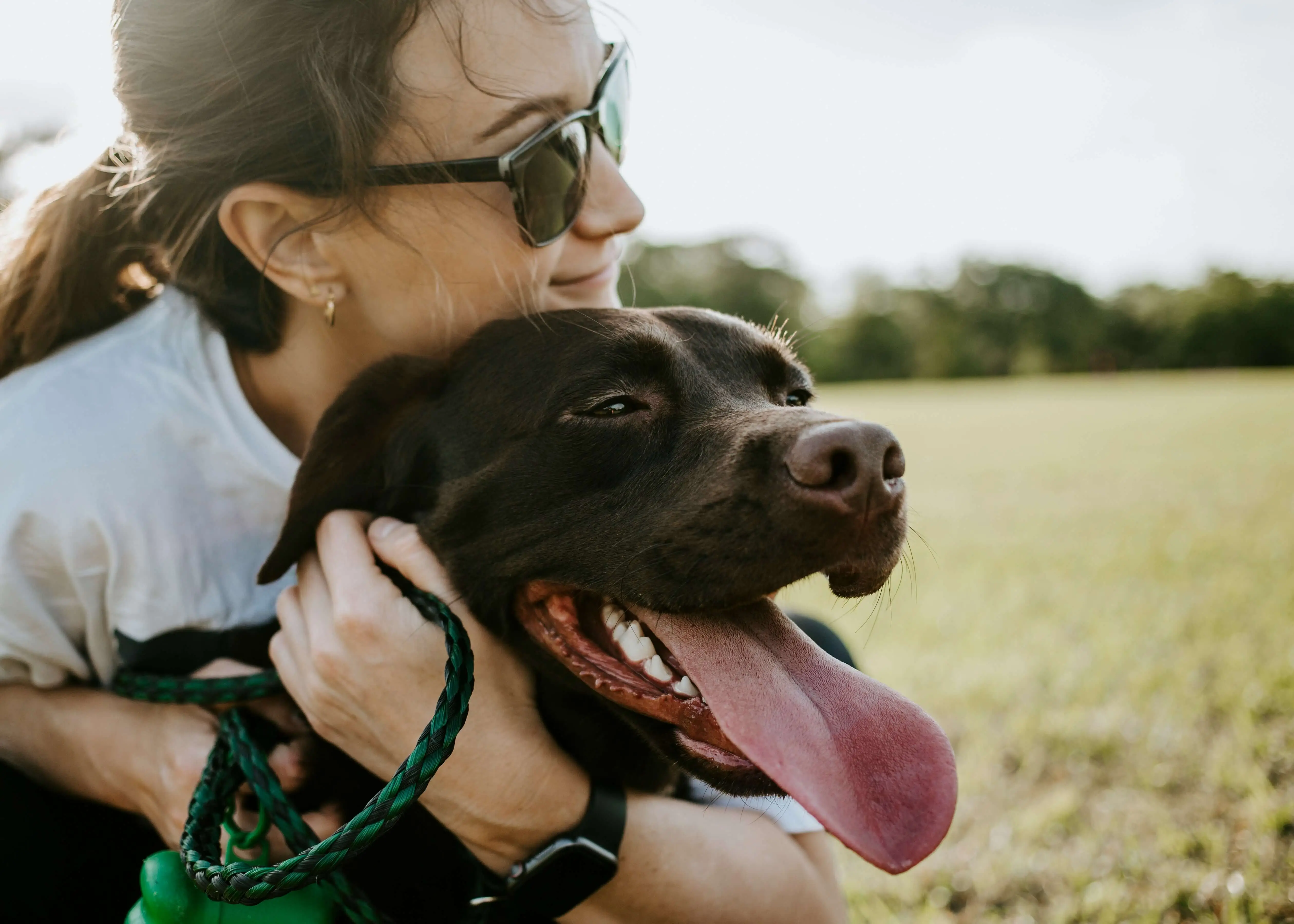 Animal Healing